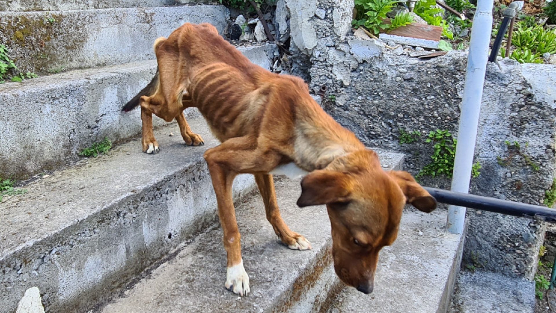 Il cane preso in custodia nel corso dell'operazione della Polizia metropolitana